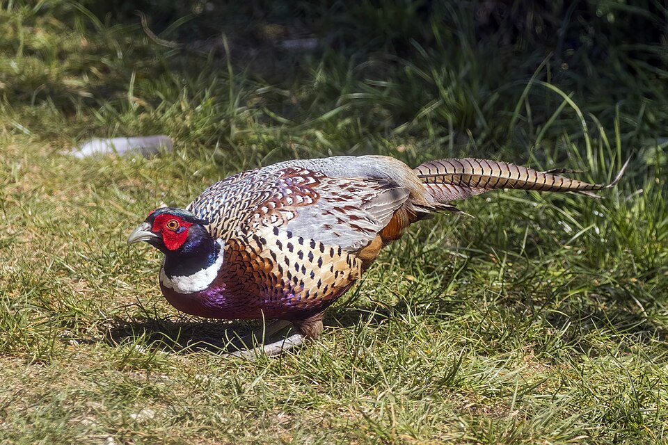 Pheasant