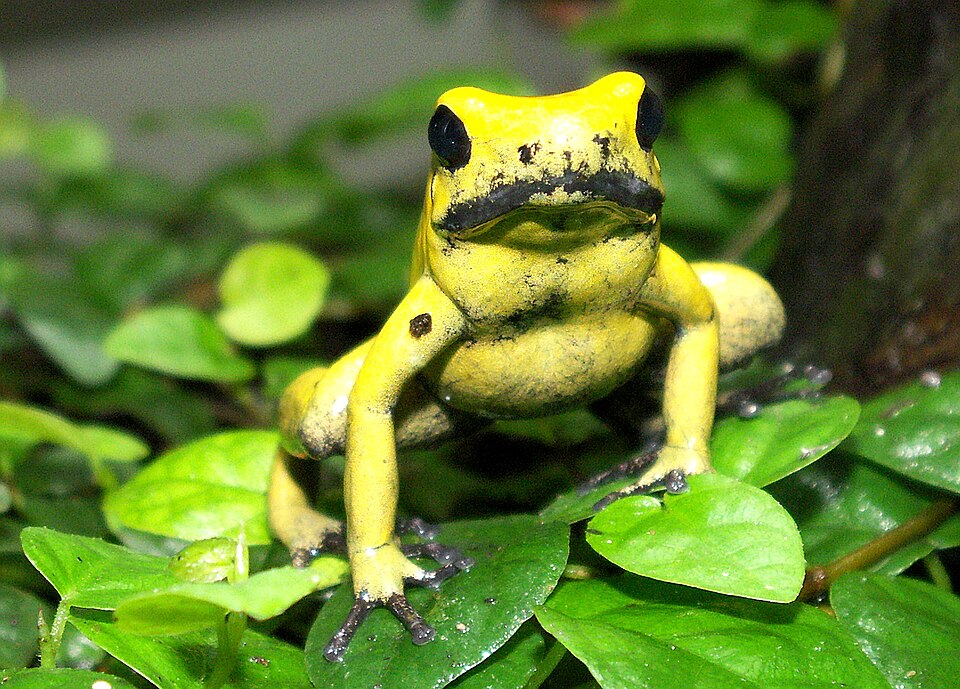 Phyllobate terrible