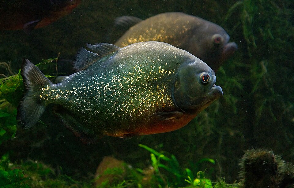 Piranha