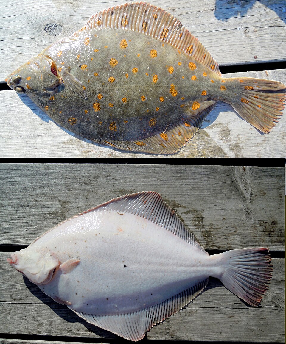 Plaice