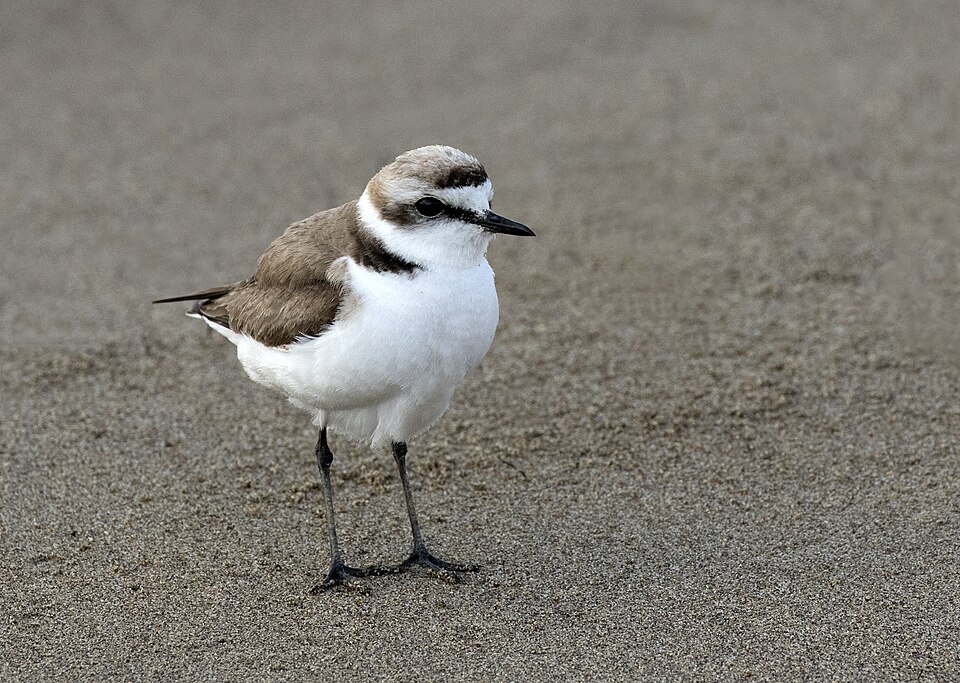 Plover