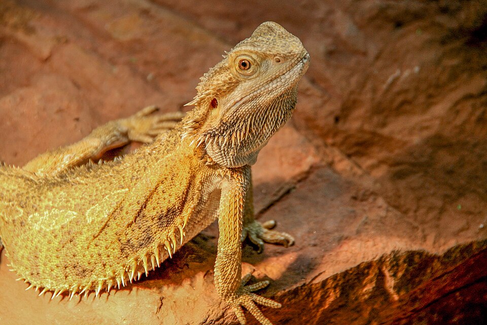 Pogona (dragon barbu)