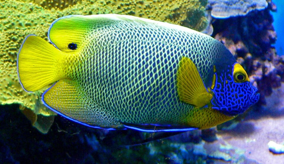 Poisson-ange