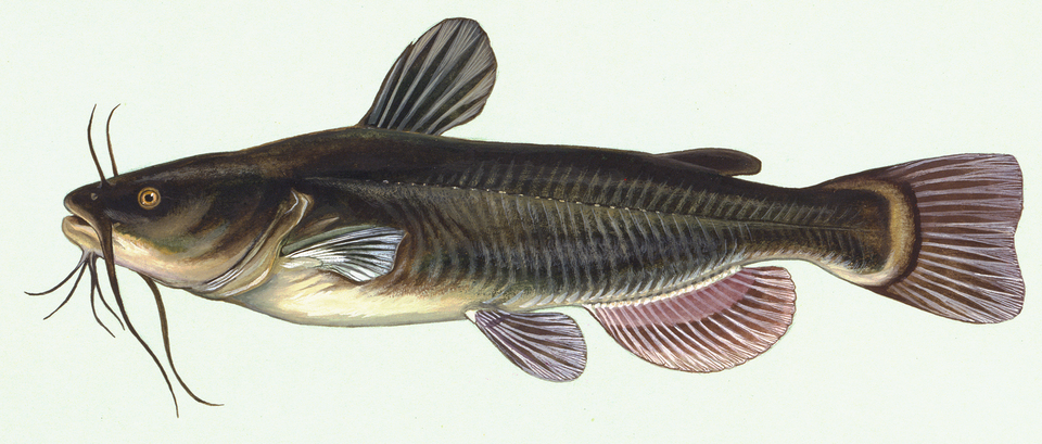 Catfish