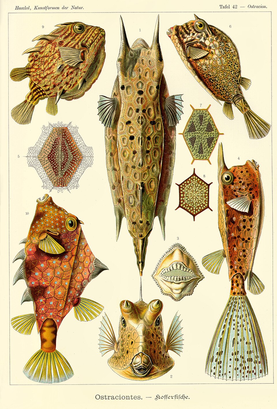 Boxfish