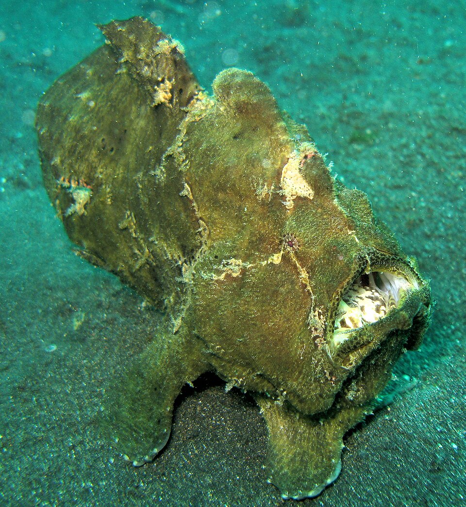 Anglerfish