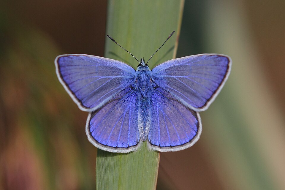 Azuré