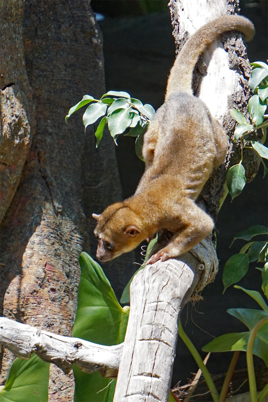 Kinkajou