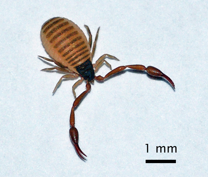 Pseudoscorpion