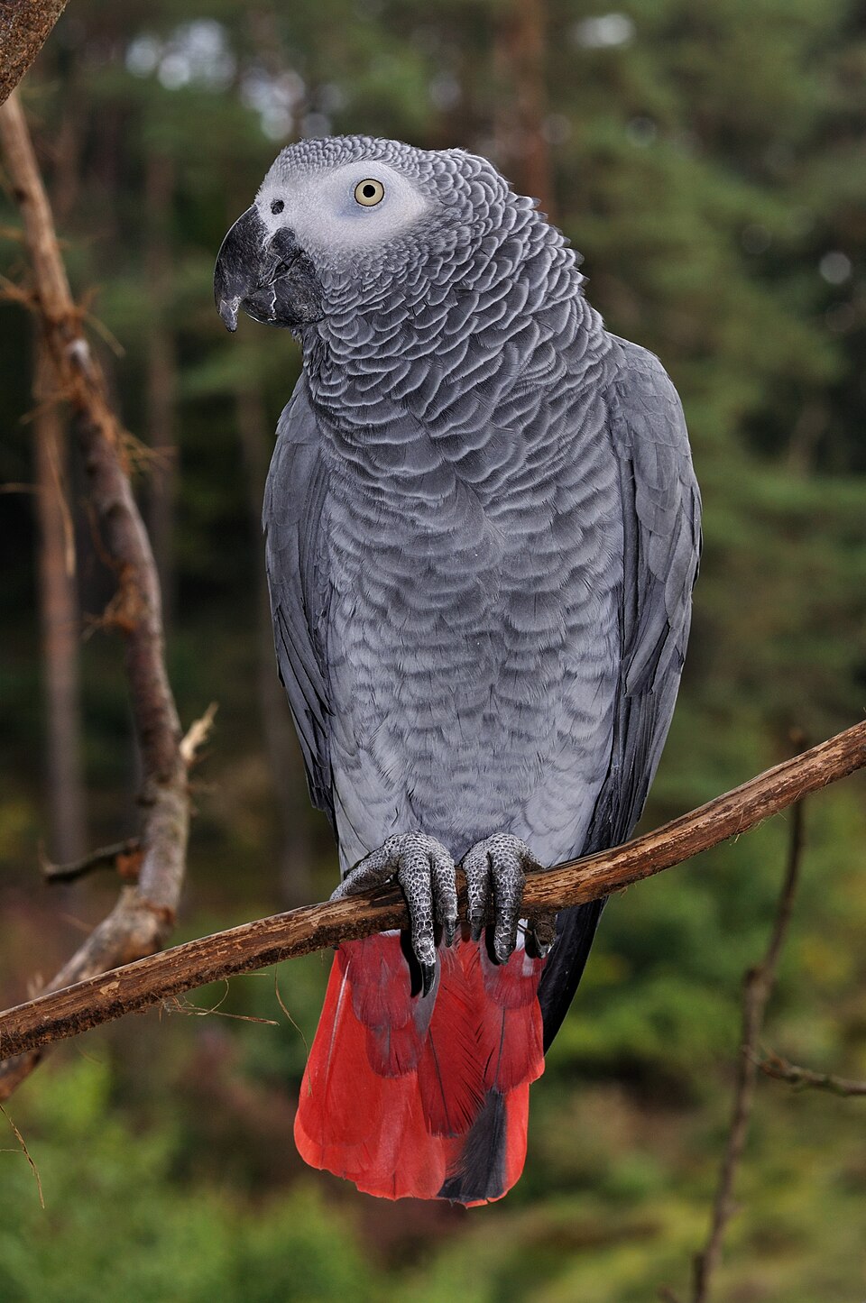 African grey parrot