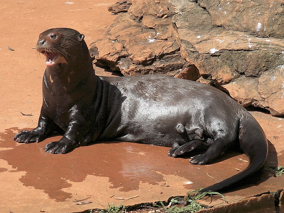 Giant Otter