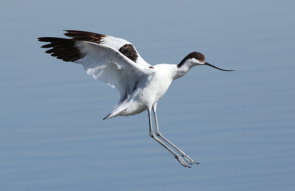 Avocet