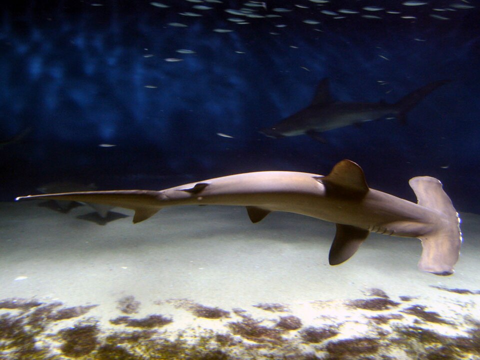 Requin-marteau