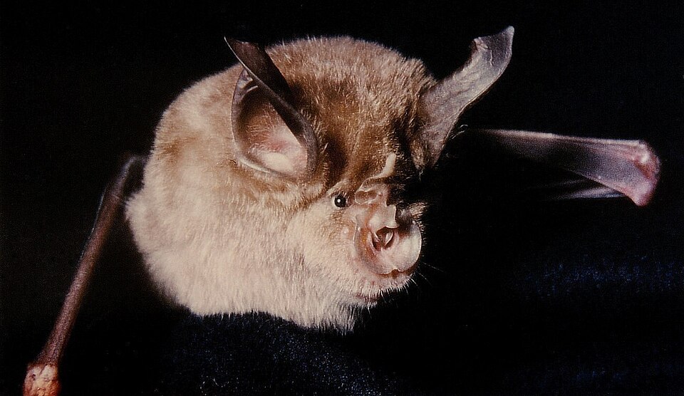 Greater horseshoe bat — Is the bat the only mammal capable of flight