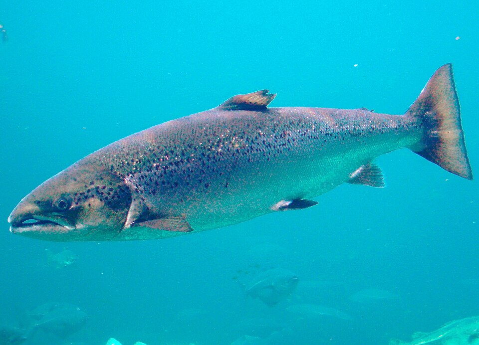 Salmon