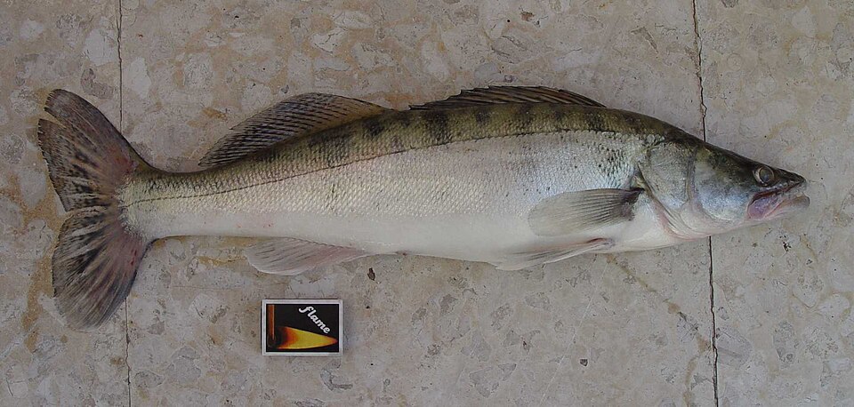 زاندر