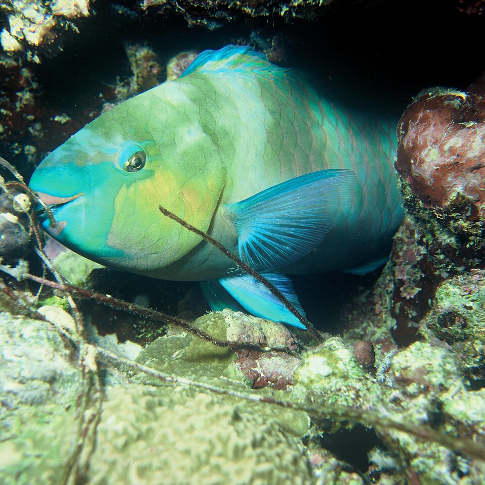 Parrotfish