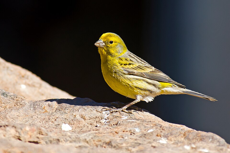 Serin