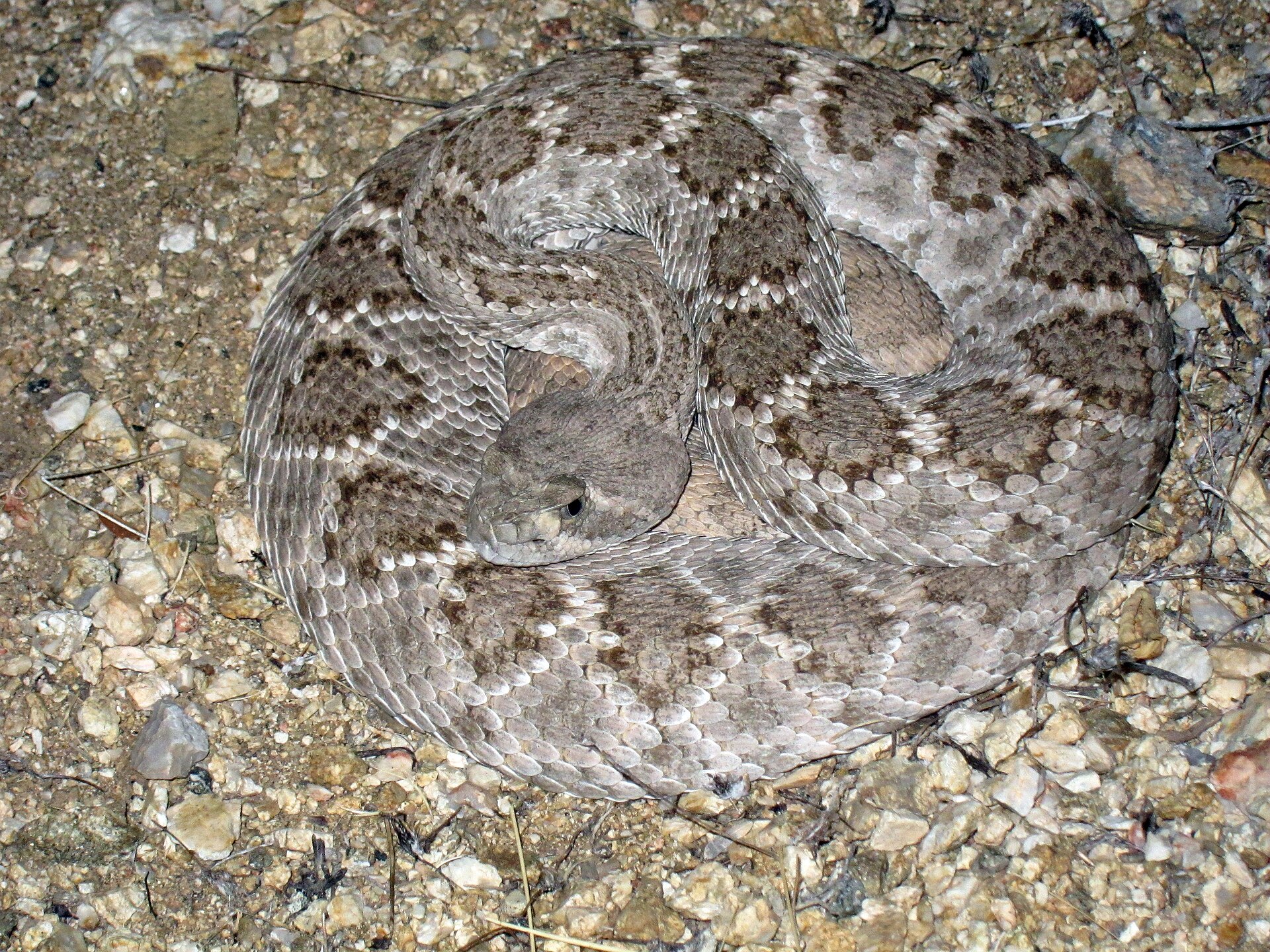 Serpent à sonnette