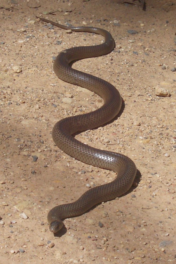 Serpent brun oriental