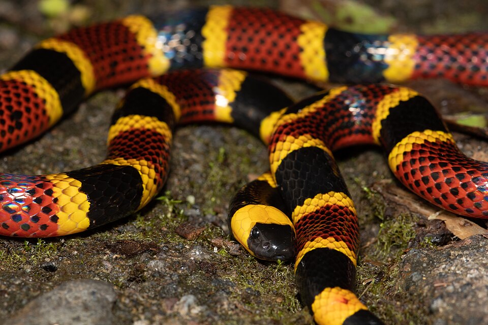 Serpent corail