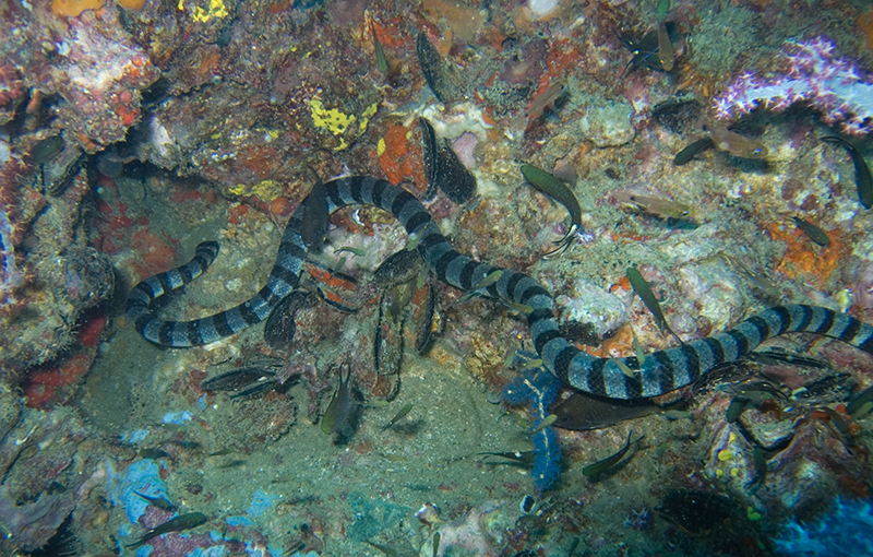 Serpent marin