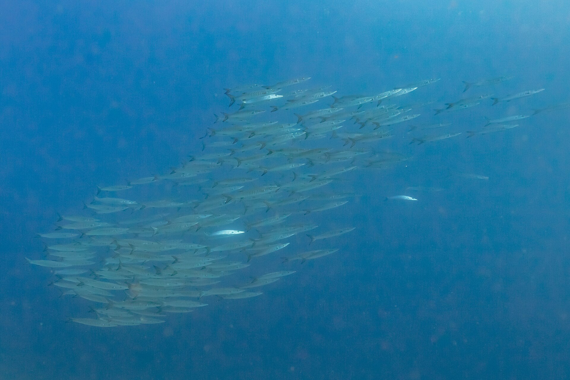 Barracuda