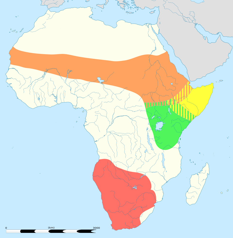 Autruche d'Afrique
