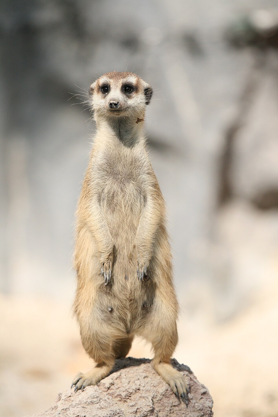 Meerkat