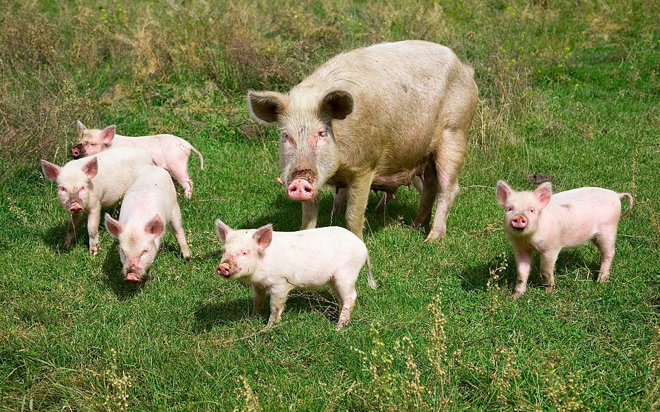 Porc
