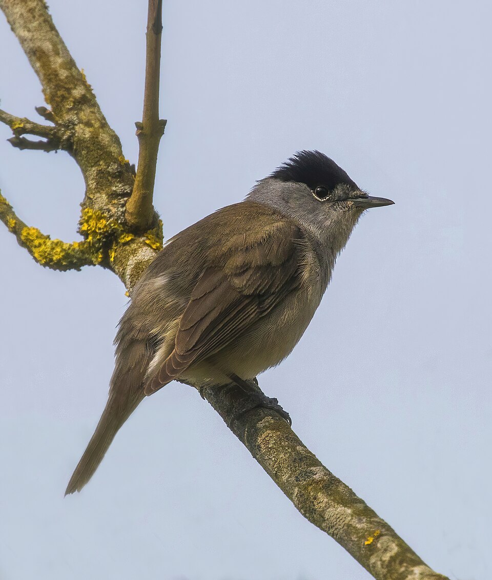 Warbler