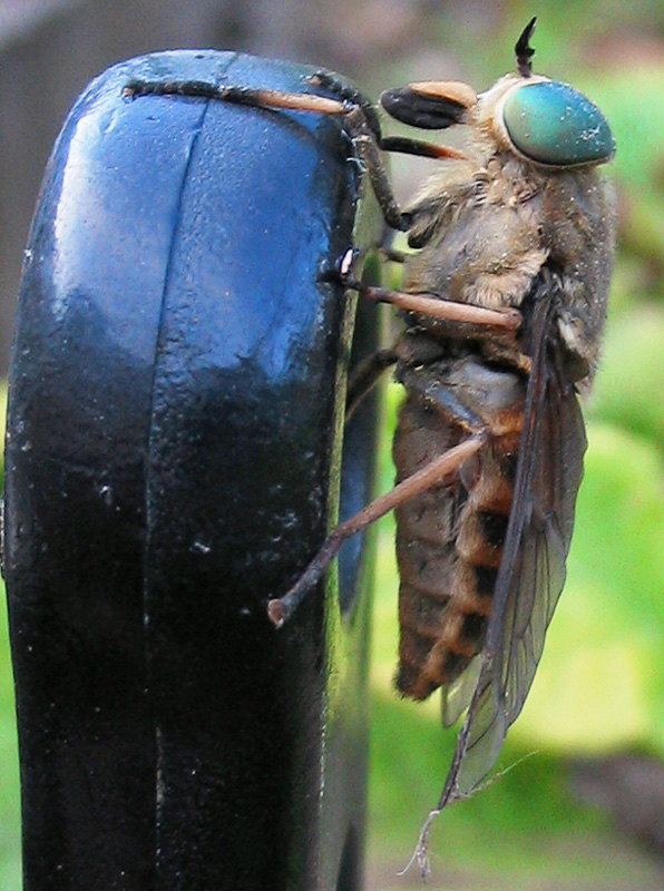 Horsefly
