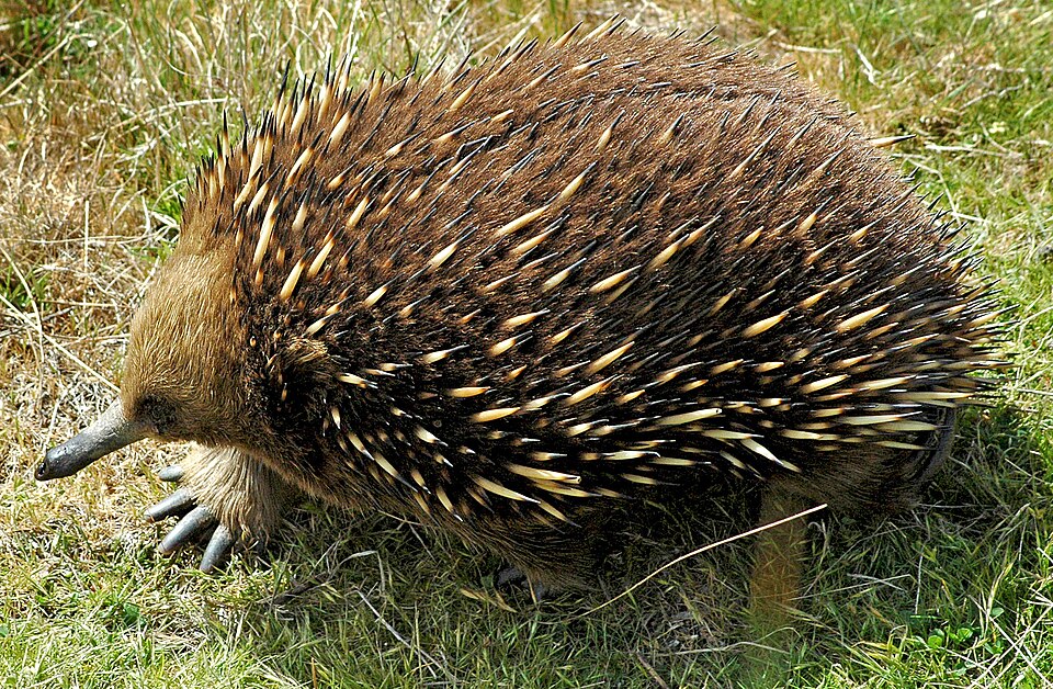 Echidna