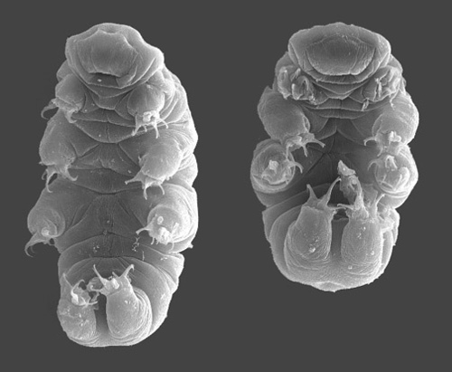 Tardigrade