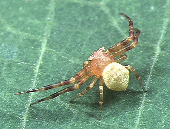 Araignée-crabe