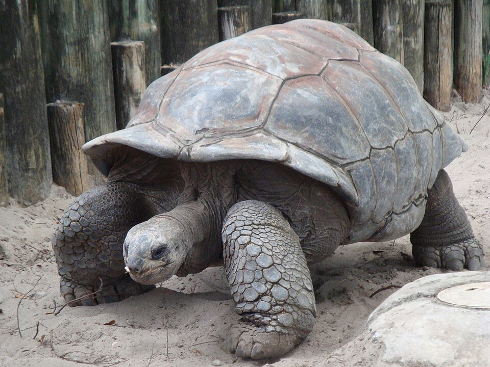 Tortue géante