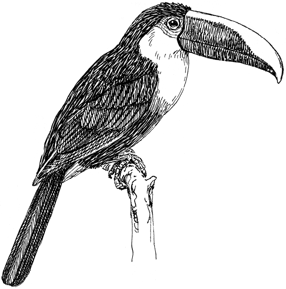 الطوقان