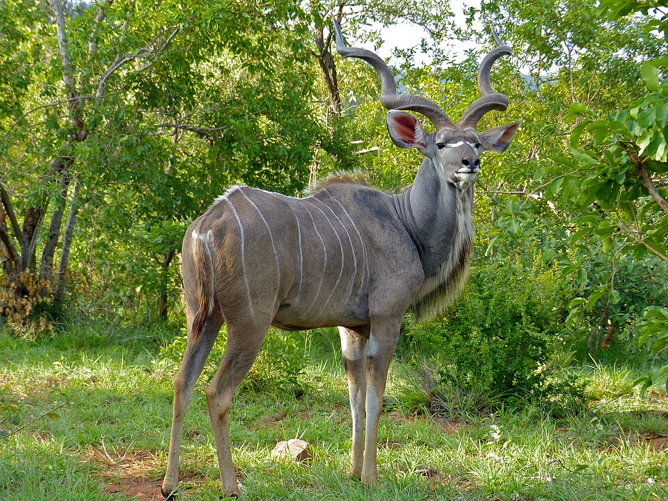 Kudu