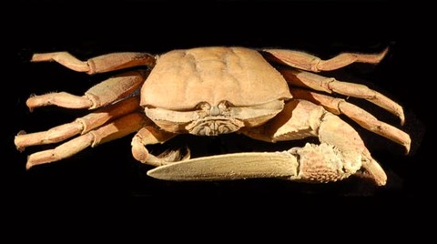Crabe violoniste