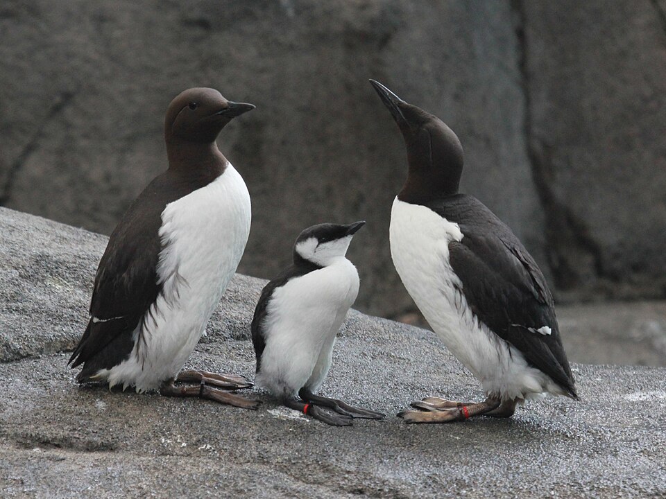 Guillemot de Troïl
