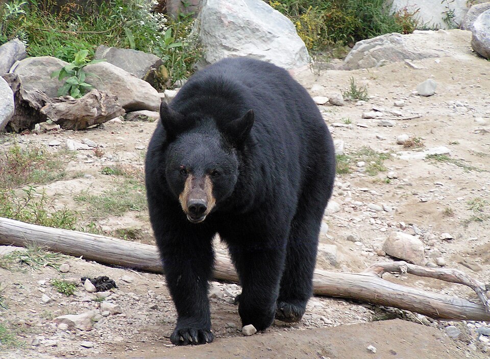 Black bear