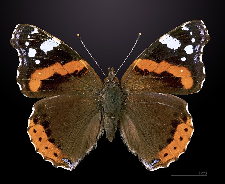 Vulcain