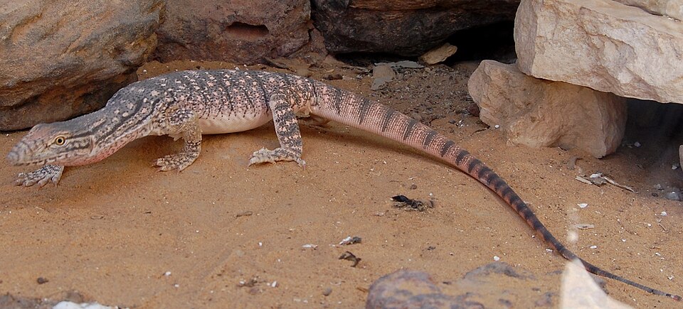 Varan du désert