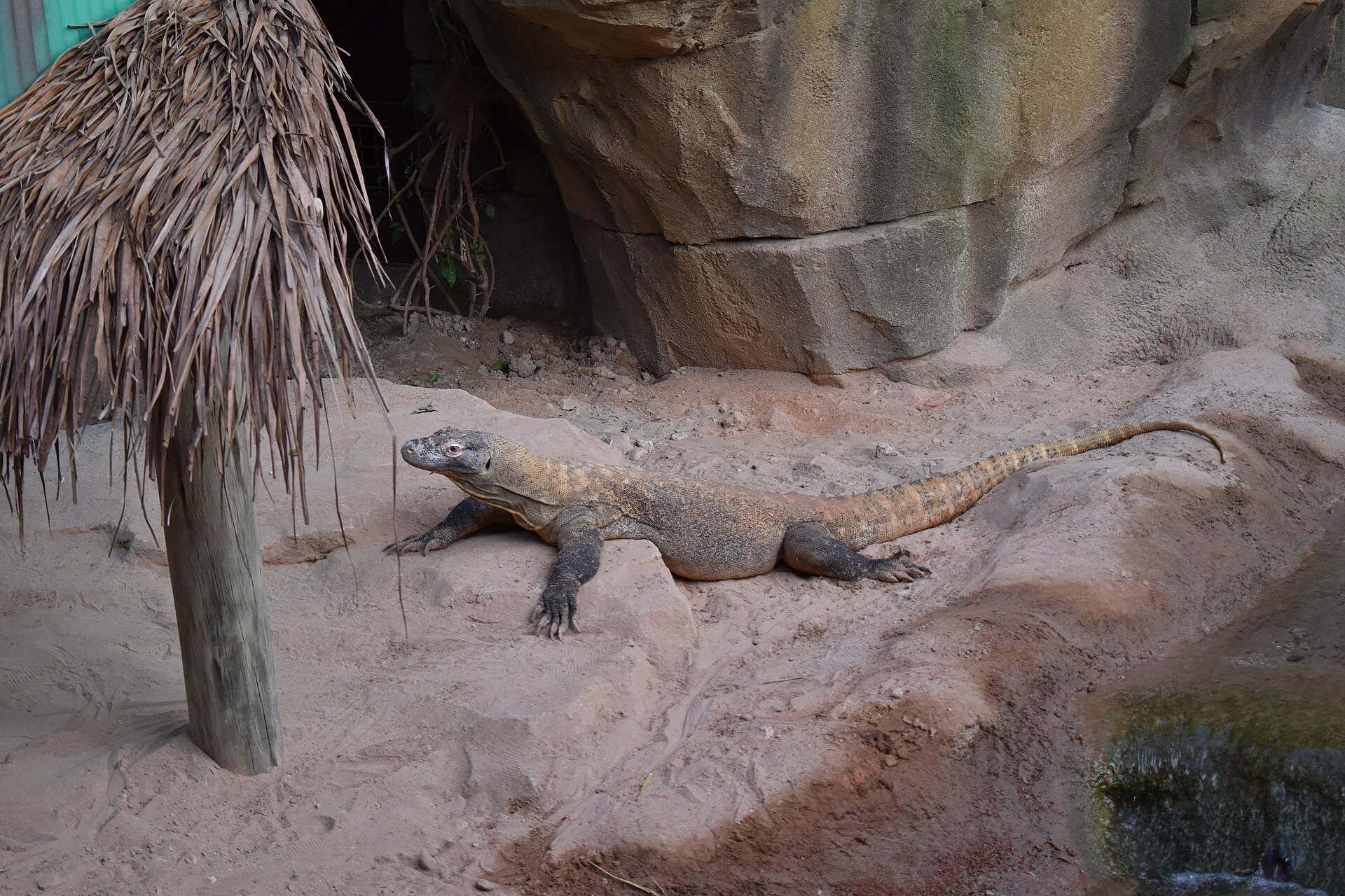Dragon de Komodo