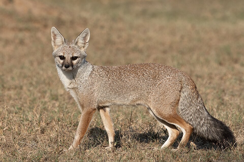 Renard du Bengale