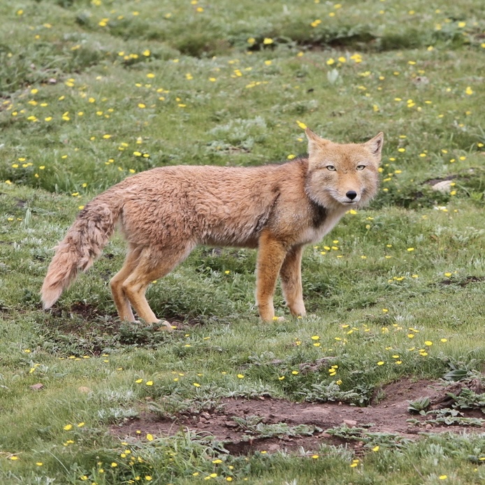 Tibetan fox