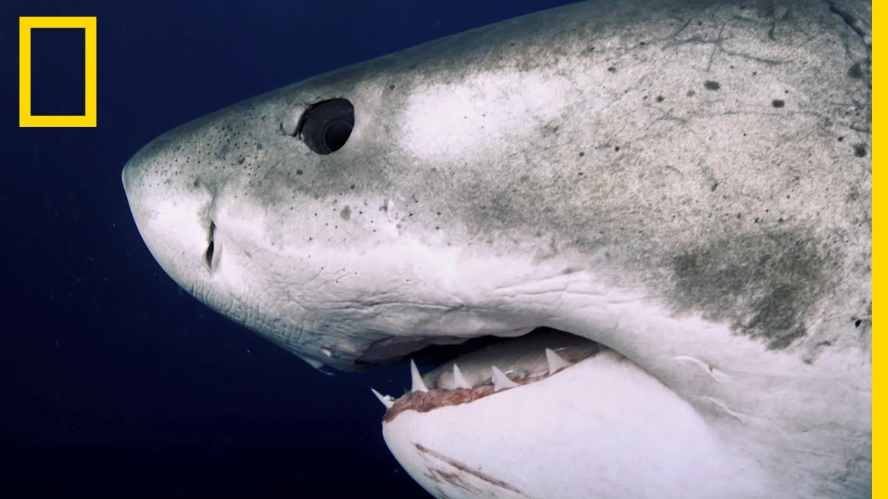 Deep Blue, le plus grand requin blanc du monde enfin retrouvé ?