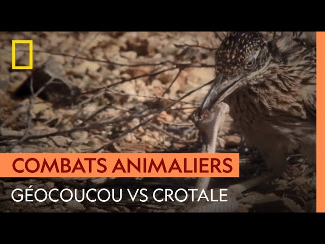 Le géocoucou, tueur de crotales