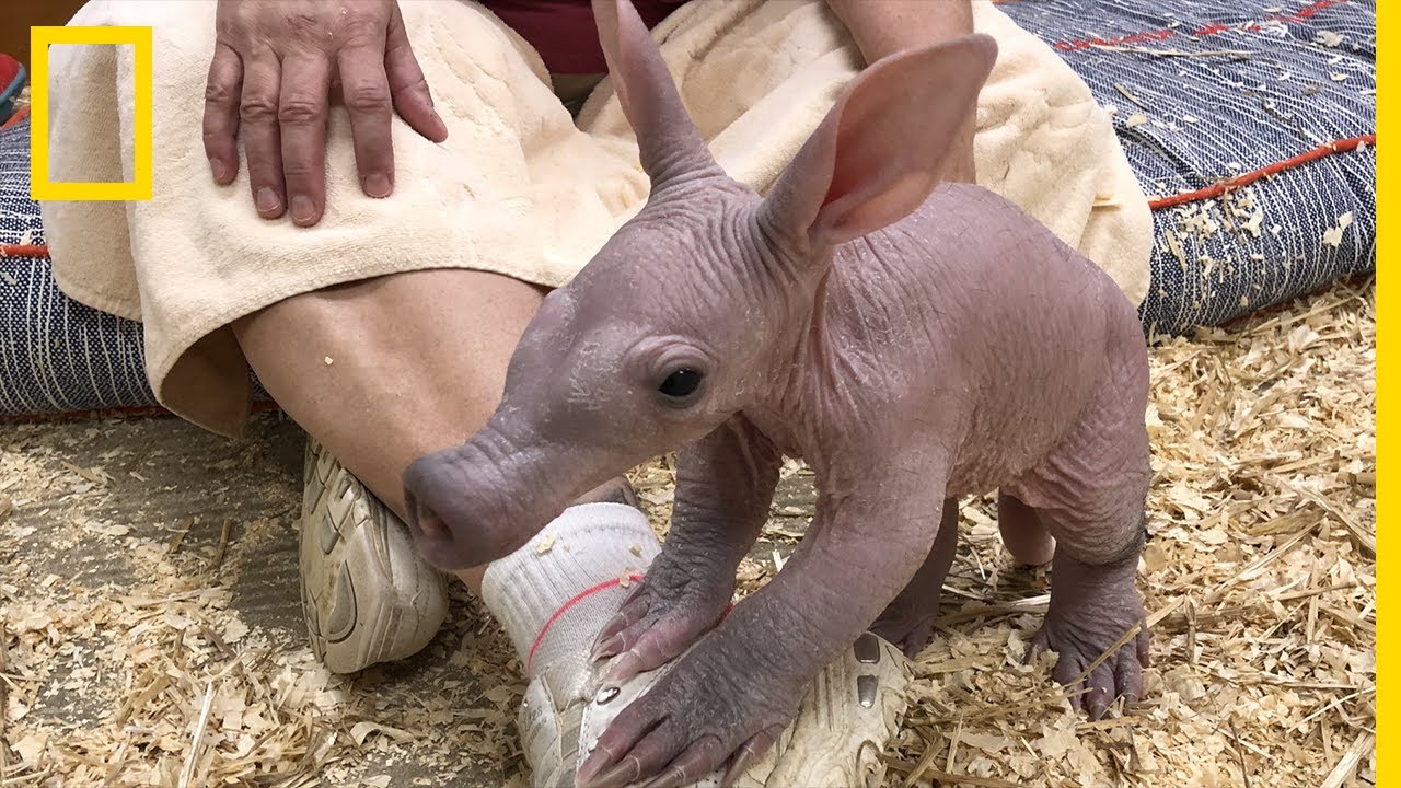 The first steps of an adorable aardvark