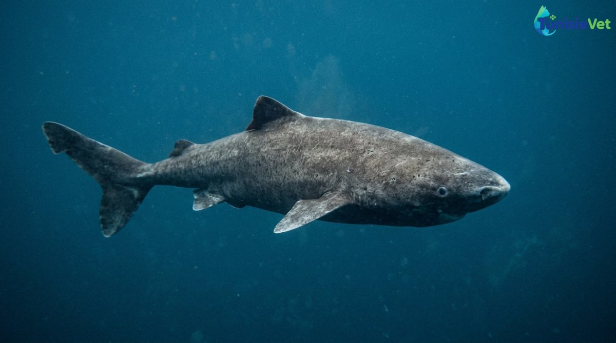 An Arctic shark that may be over 270 years old